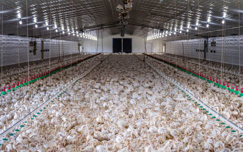 light for chicken coop in large-scale poultry farm